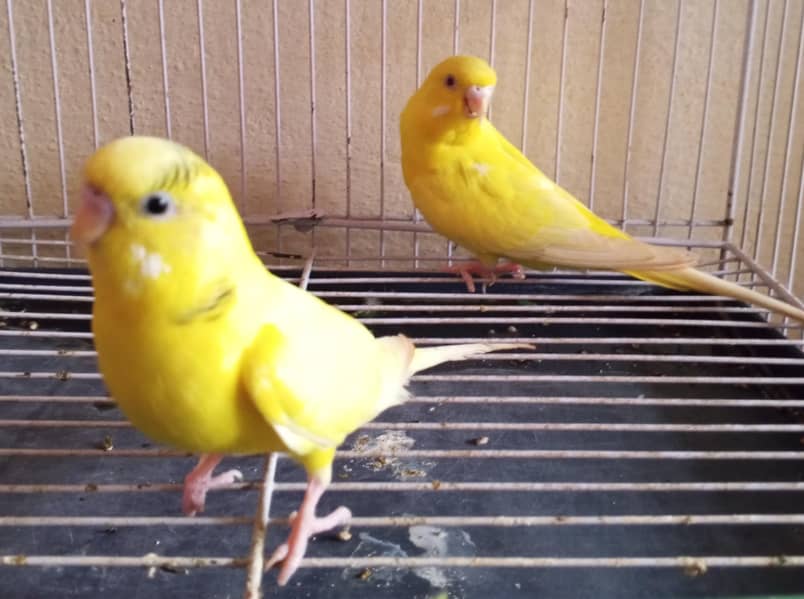 Australian pair 0