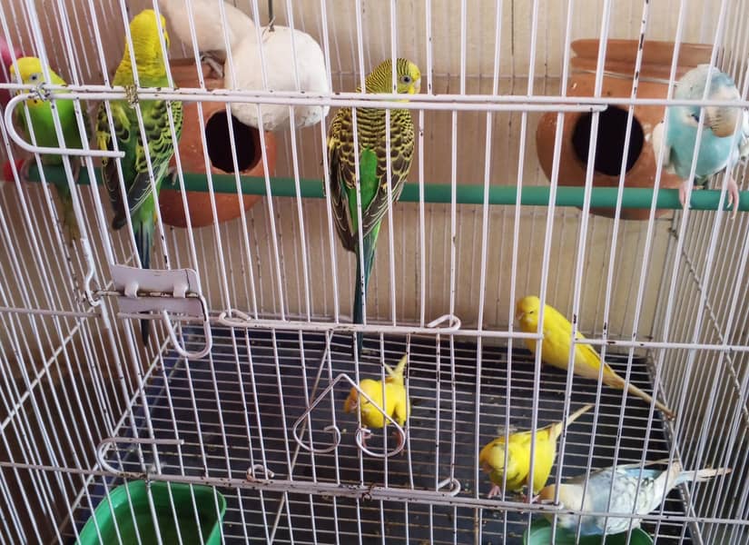 Australian pair 1