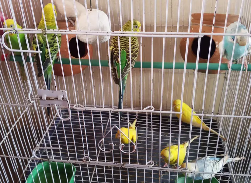 Australian pair — photo 2