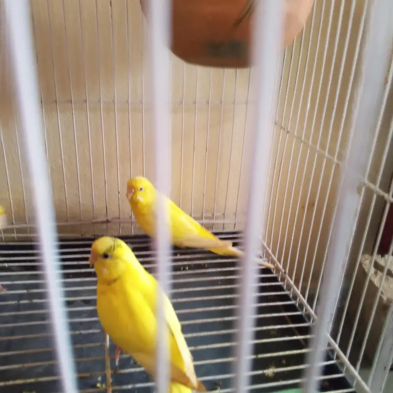Australian pair — photo 3