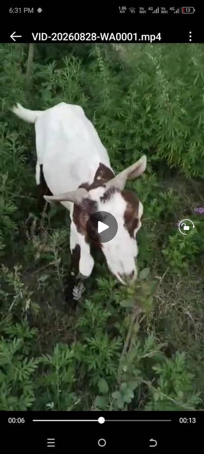 goat for urgent sale