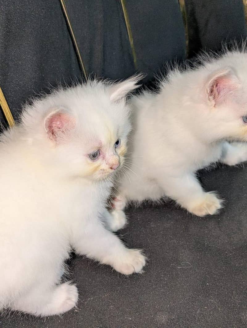 Himalayan Persian bread 2