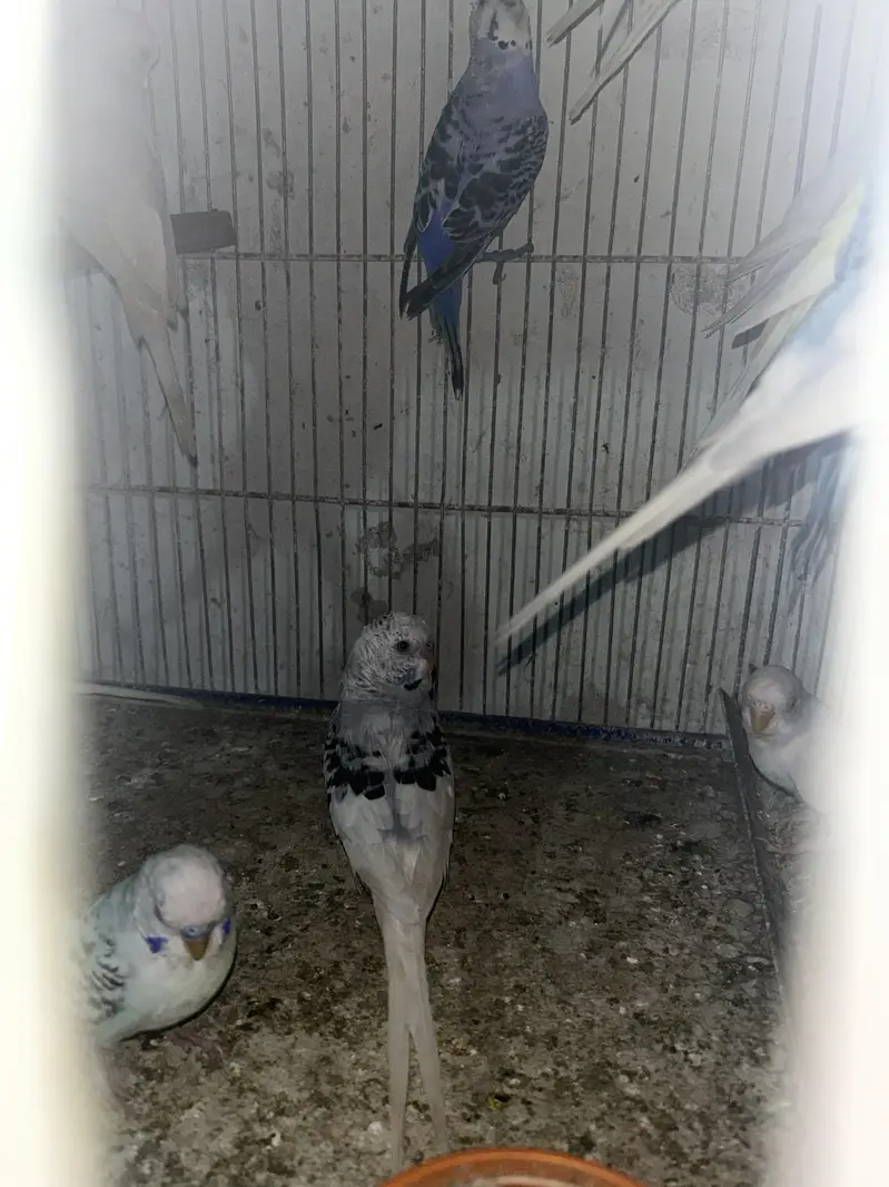 under size budge — photo 5