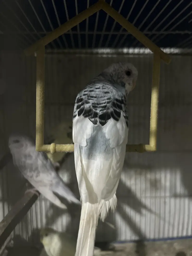 under size budge — photo 8