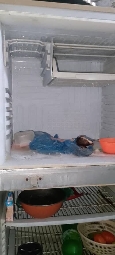 Refrigerator jumbo size peel