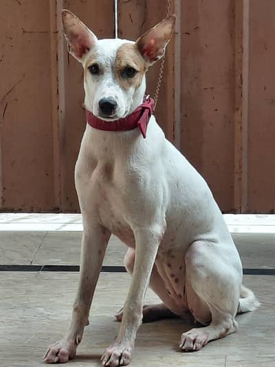 Gultair Female fo sale Urgent