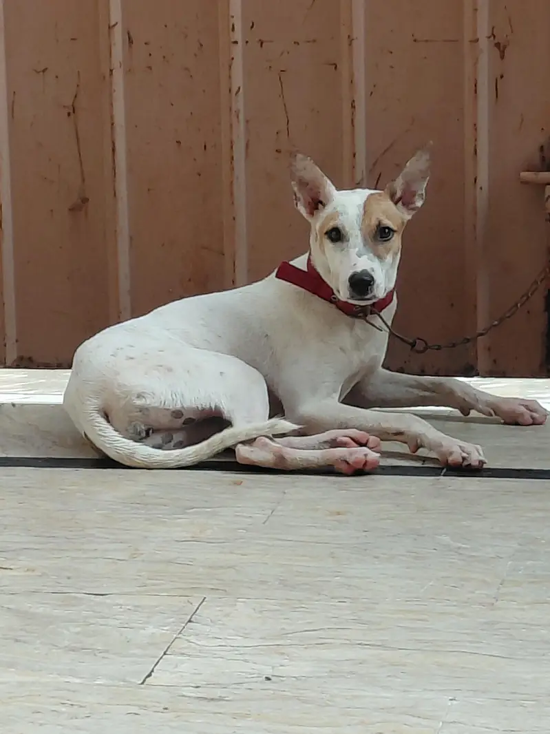 Gultair Female fo sale Urgent — photo 2