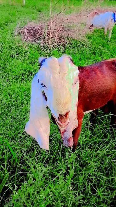 home grown bakra