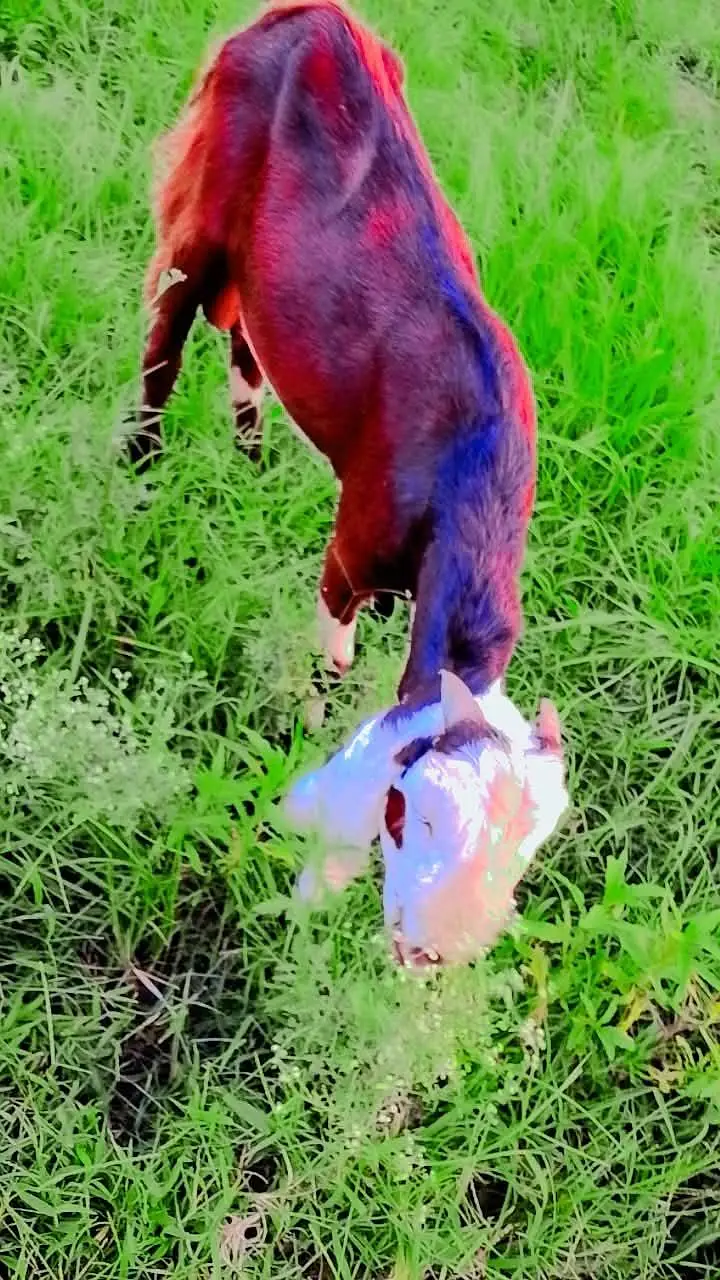 home grown bakra — photo 2