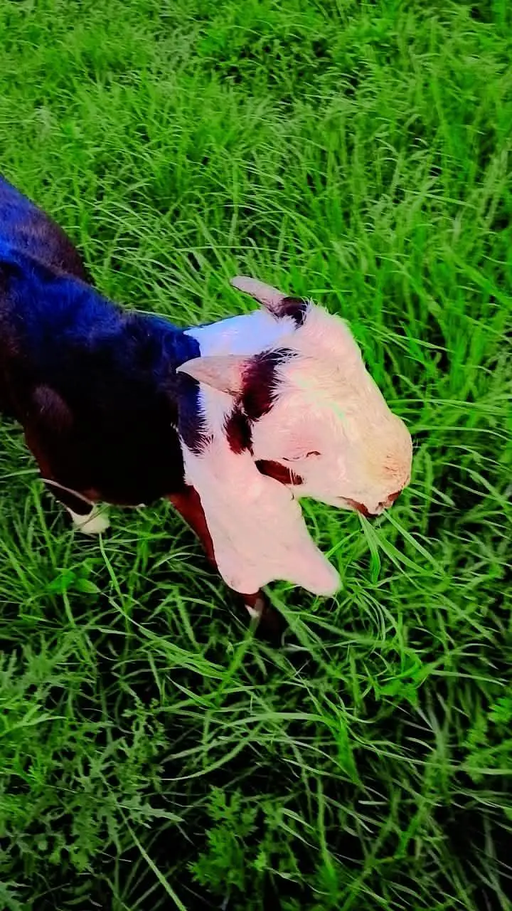 home grown bakra — photo 3