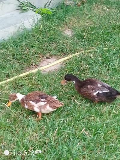 Ducks pair Male and female