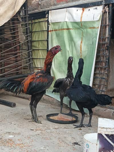 dragon  trio set available 0327//41189//42