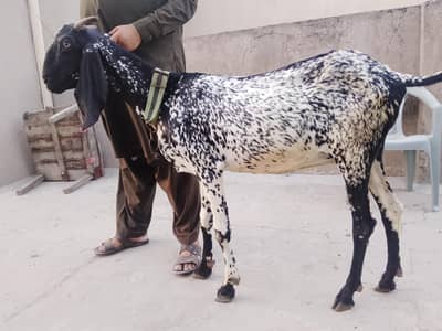 bakri orpath for sale