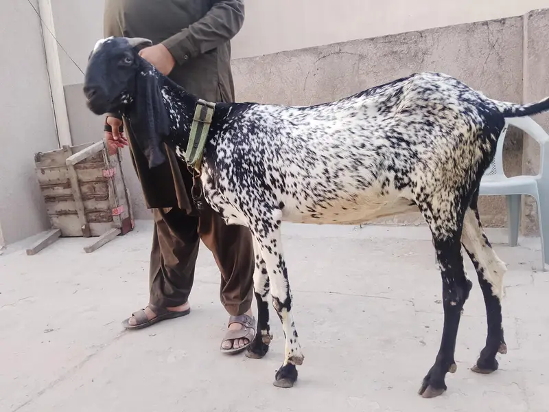 bakri orpath for sale — photo 2