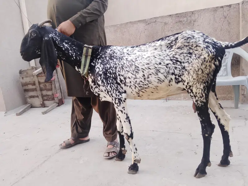 bakri orpath for sale — photo 3