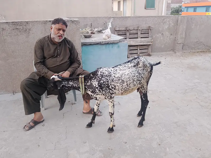 bakri orpath for sale — photo 4