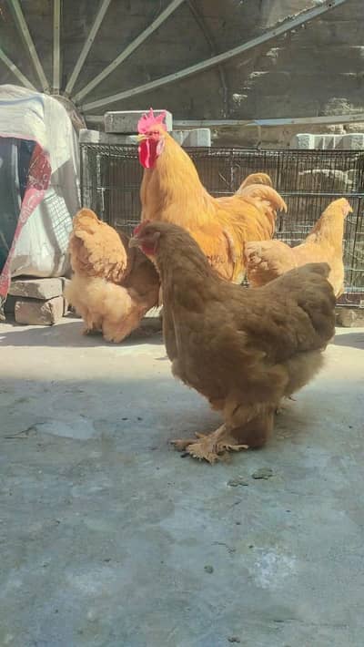 Golden heavy buff eggs available on booking