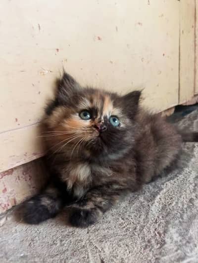 Fluffy Persian Tortoiseshell Kitten for Sale