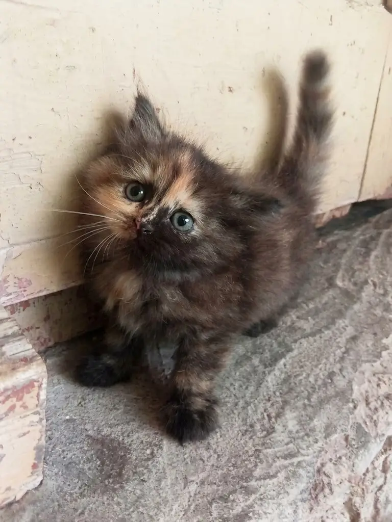 Fluffy Persian Tortoiseshell Kitten for Sale — photo 2