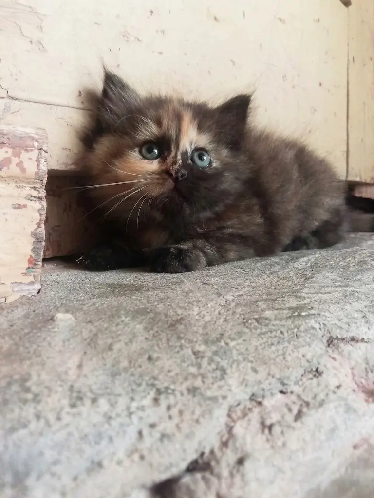 Fluffy Persian Tortoiseshell Kitten for Sale — photo 3