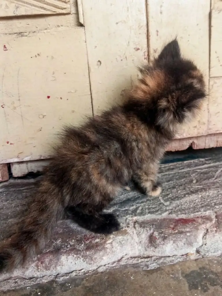 Fluffy Persian Tortoiseshell Kitten for Sale — photo 4