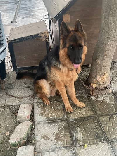 Pedigree Breed German Shepherd