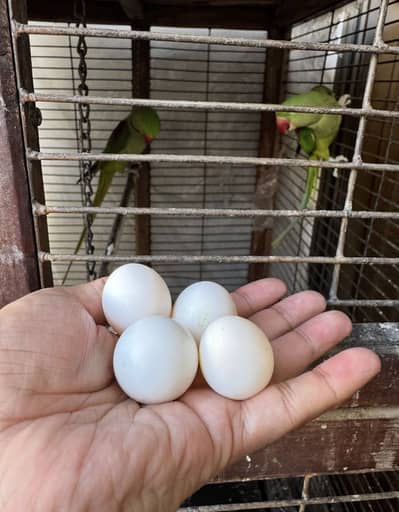 Kashmiri Raw Breeding Pair for sale