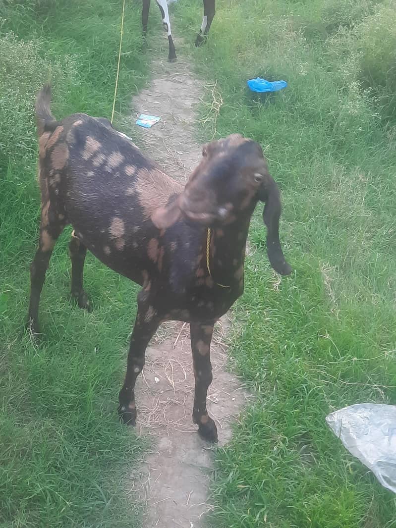 Goats 1