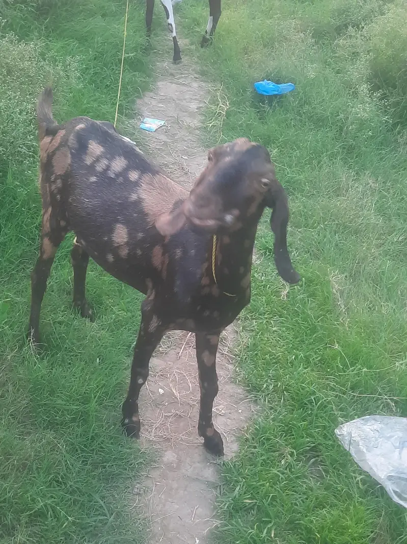 Goats — photo 2