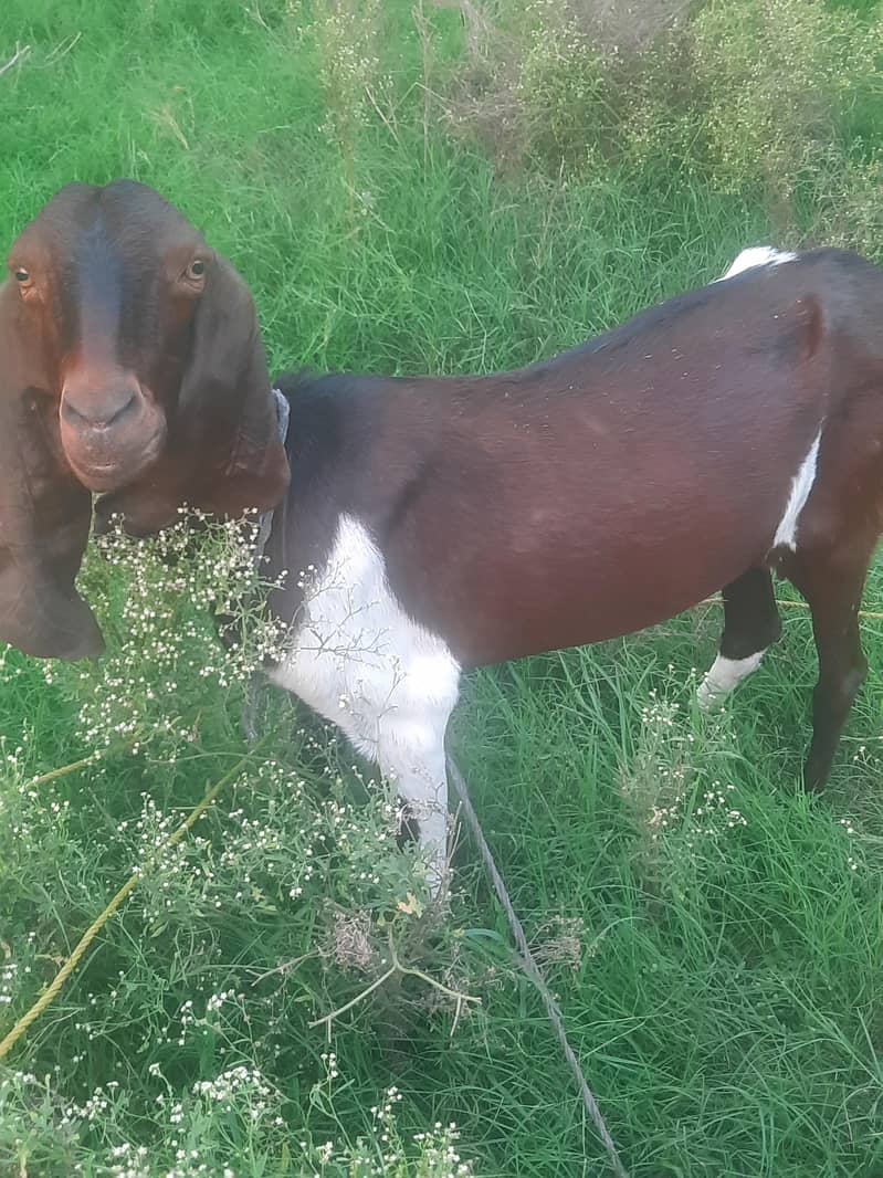 Goats 2