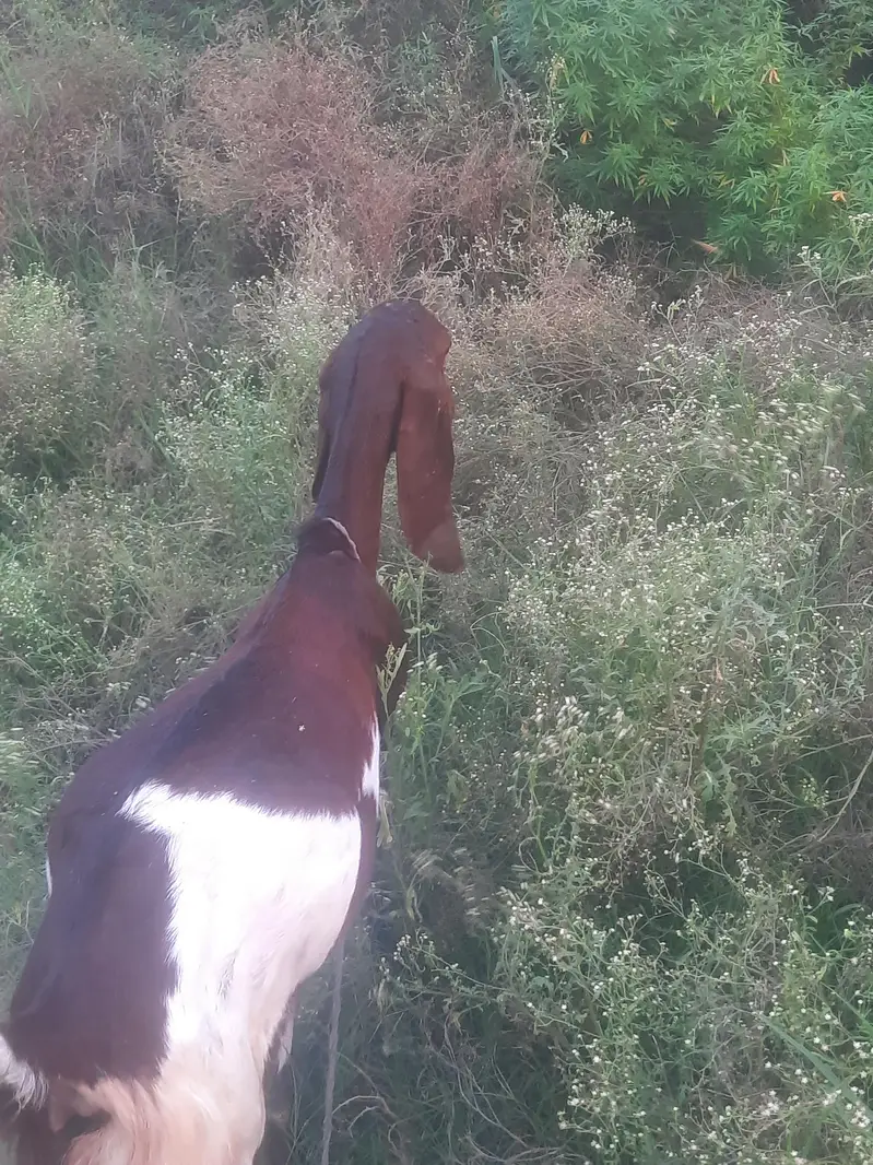 Goats — photo 4