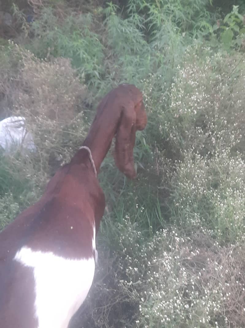 Goats 4