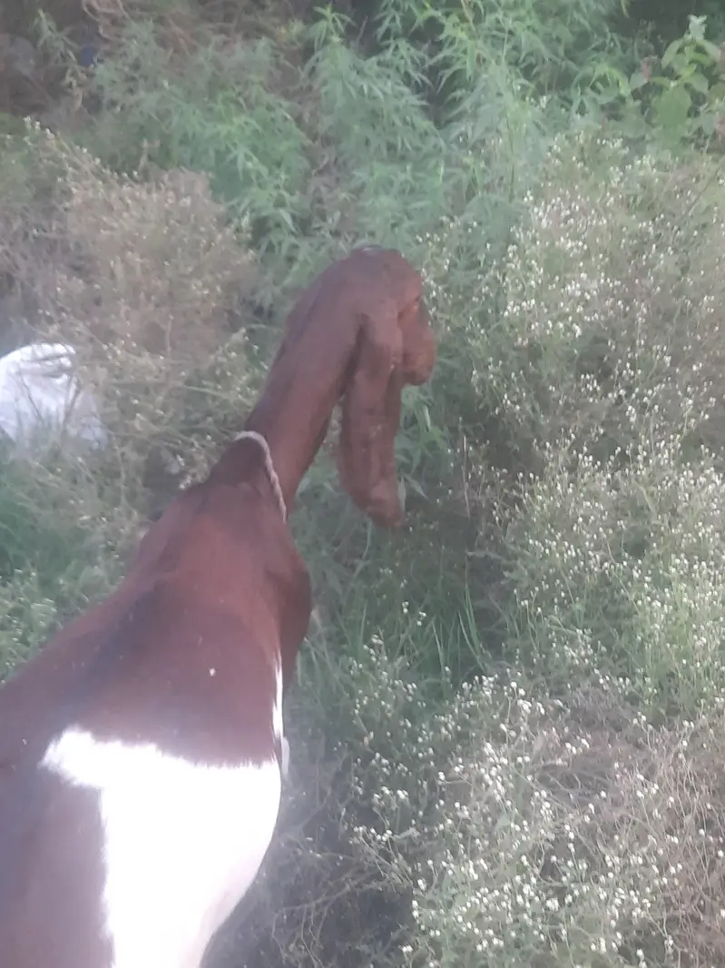 Goats — photo 5