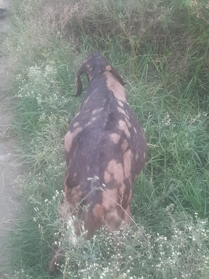 Goats — photo 6