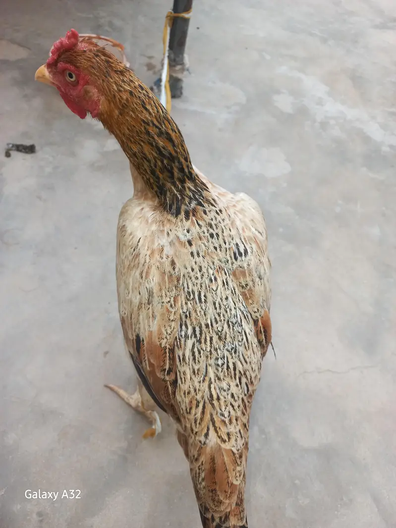 desi murghi — photo 2