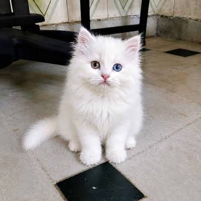 Persian kitten for dale heavy coat odd eyes