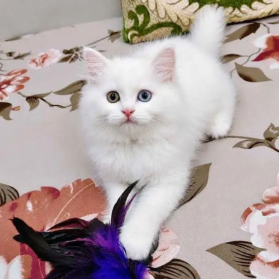 Persian kitten for dale heavy coat odd eyes — photo 2