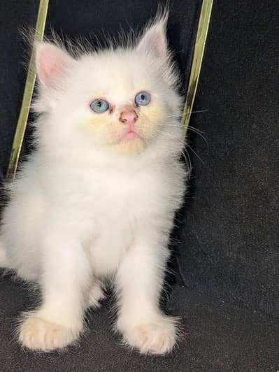 Himalayan Persian breed