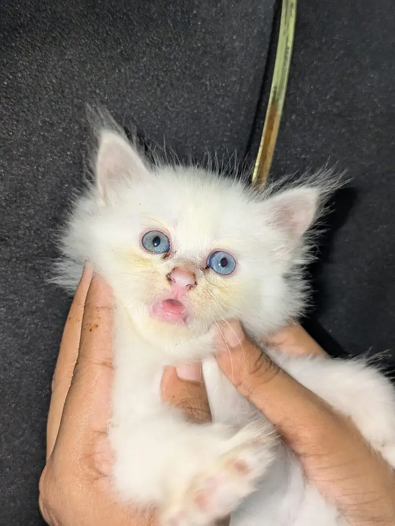 Himalayan Persian breed — photo 3
