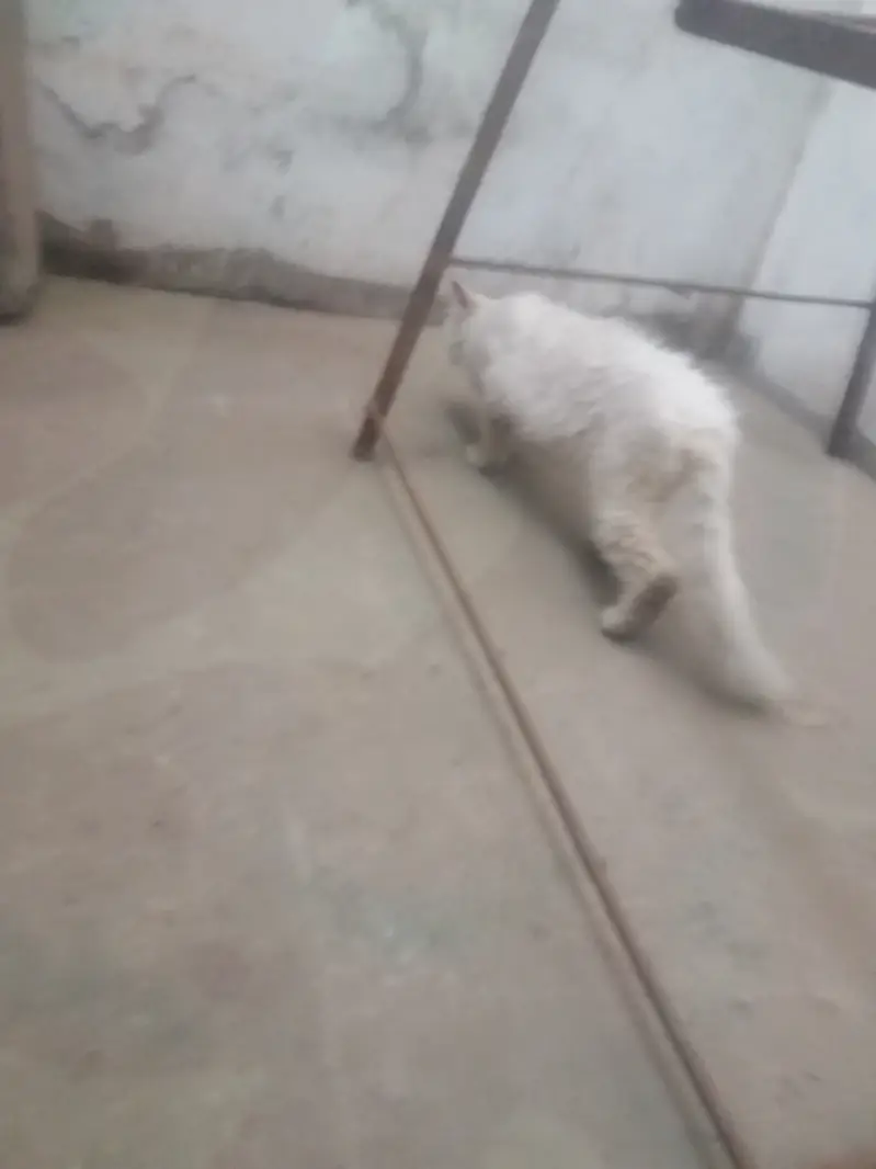 Buhut pyara billa hy ghr ka pla hy — photo 2