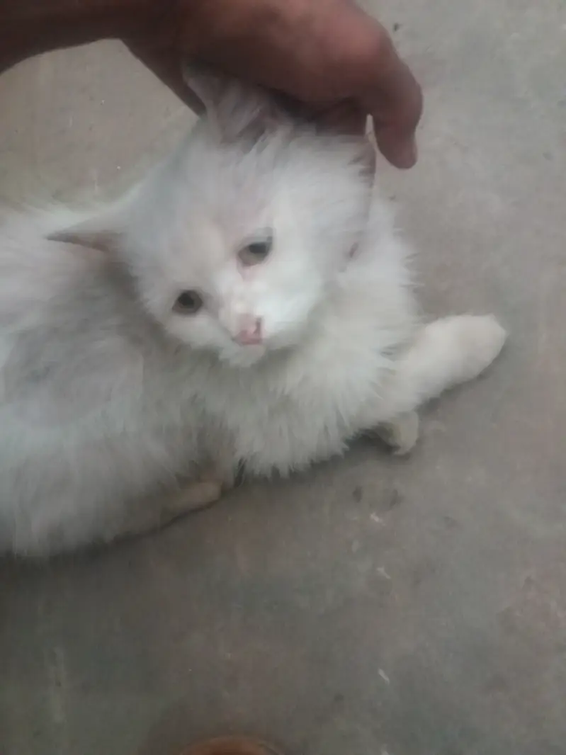 Buhut pyara billa hy ghr ka pla hy — photo 3