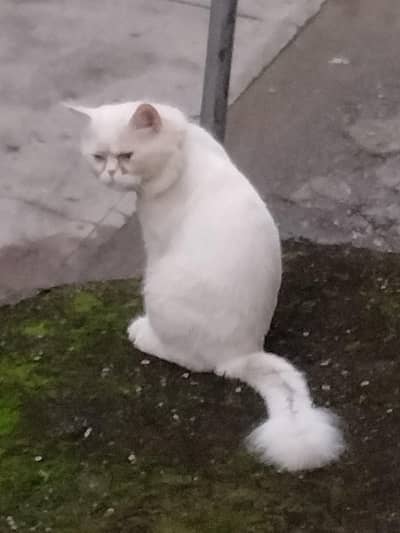 Persian Urgent sale