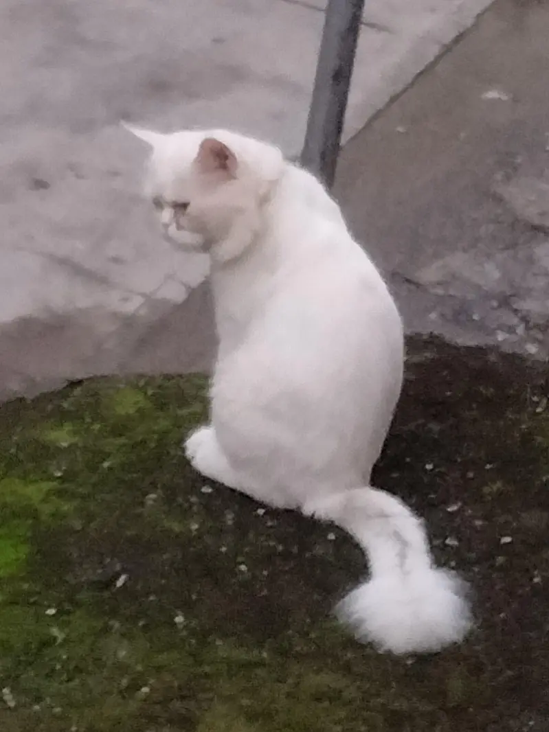 Persian Urgent sale — photo 2