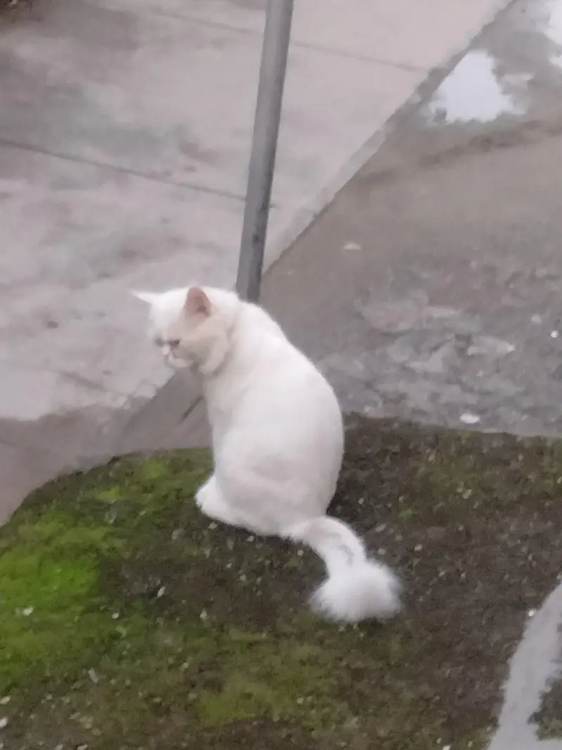 Persian Urgent sale — photo 3