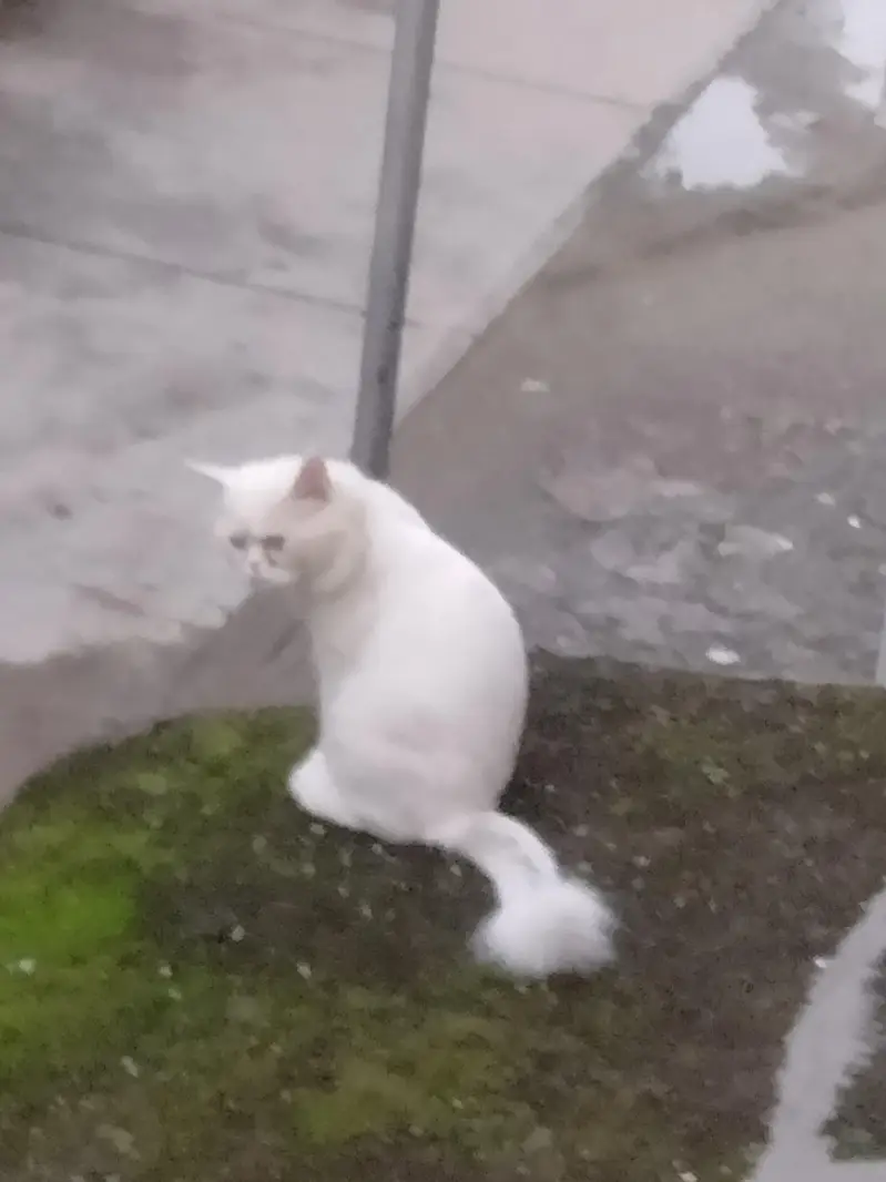 Persian Urgent sale — photo 4