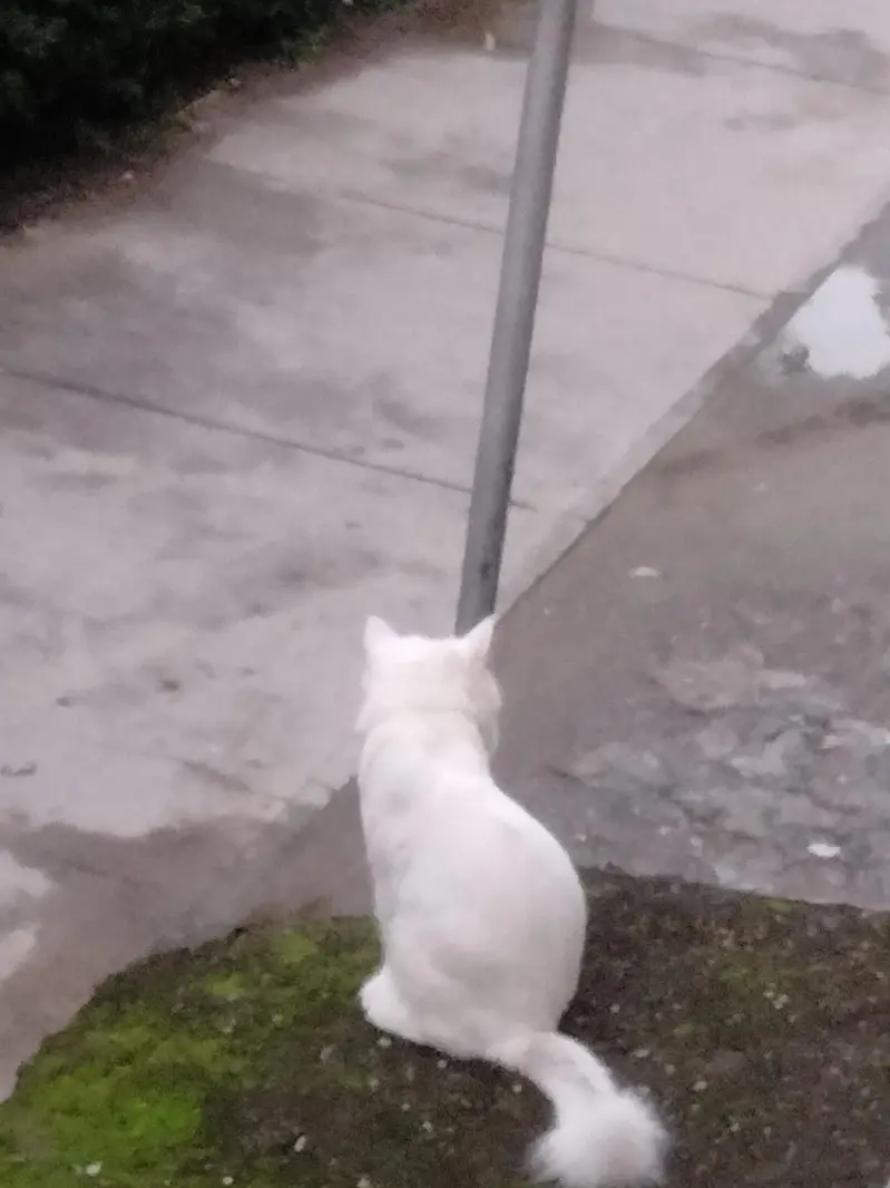 Persian Urgent sale — photo 5