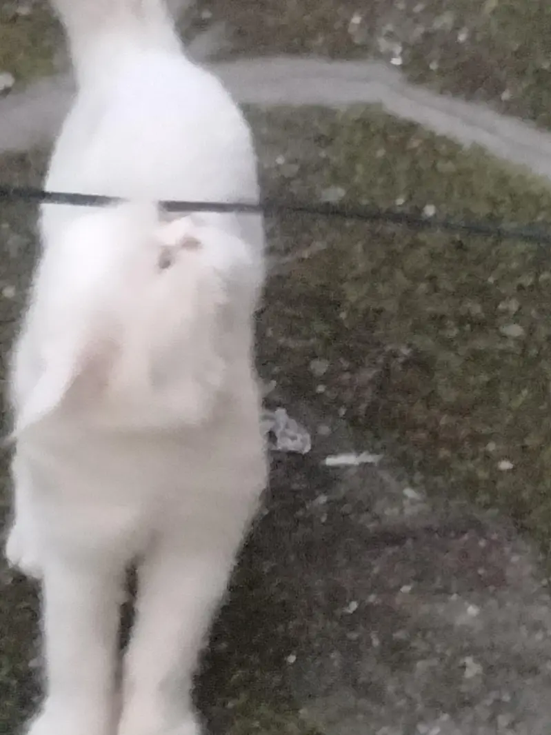 Persian Urgent sale — photo 6