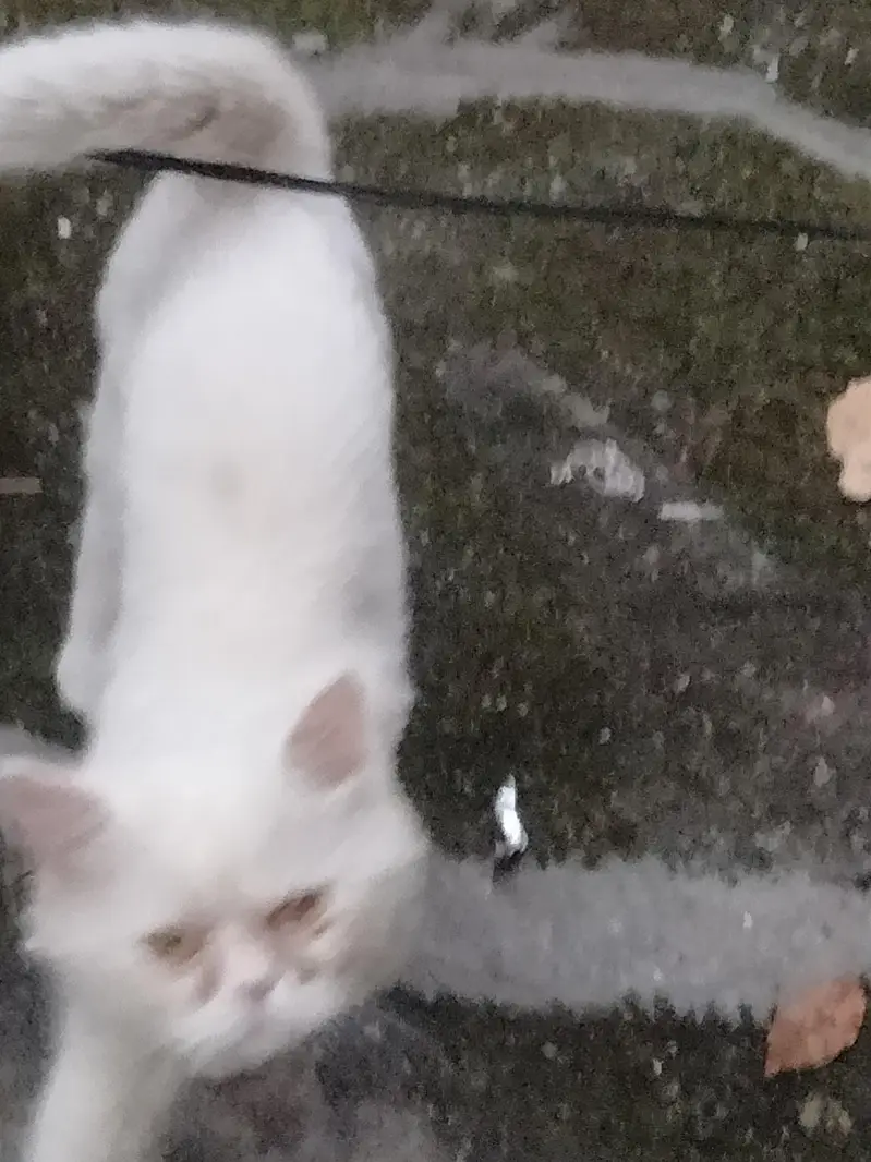 Persian Urgent sale — photo 7