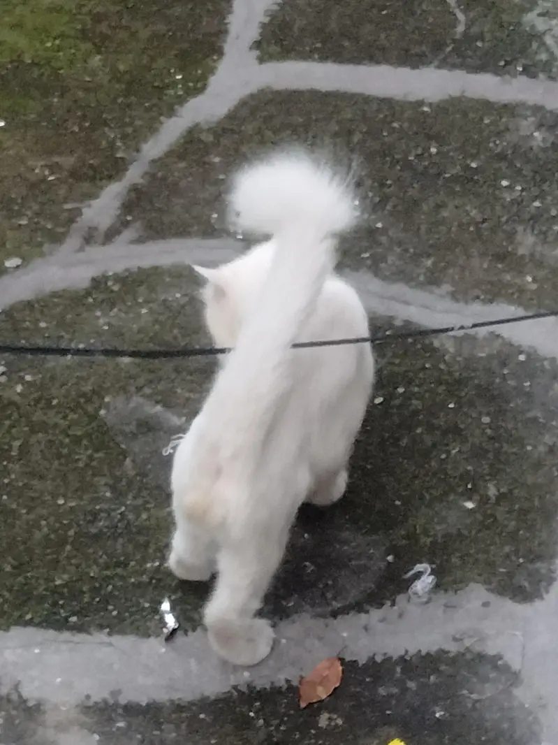 Persian Urgent sale — photo 8