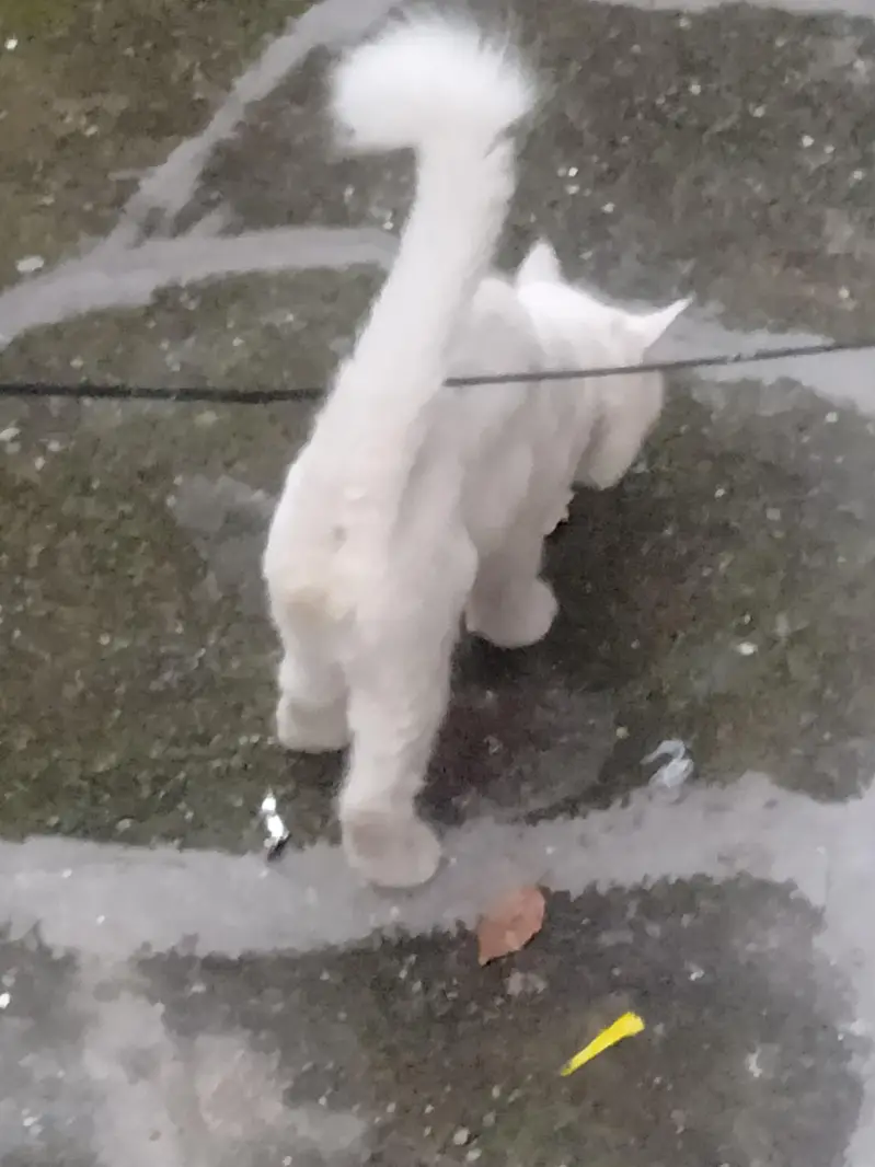 Persian Urgent sale — photo 9